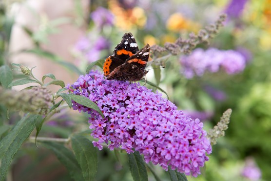 Red admiral butterfly on Buddleja 'Buzz Magenta'. Sarah Cuttle Red admiral butterfly on Buddleja 'Buzz Magenta'. Sarah Cuttle