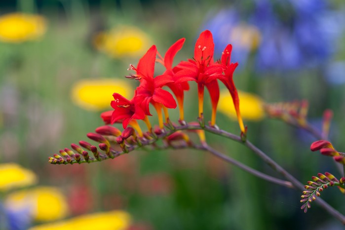 Crocosmia 'Lucifer' Crocosmia 'Lucifer'