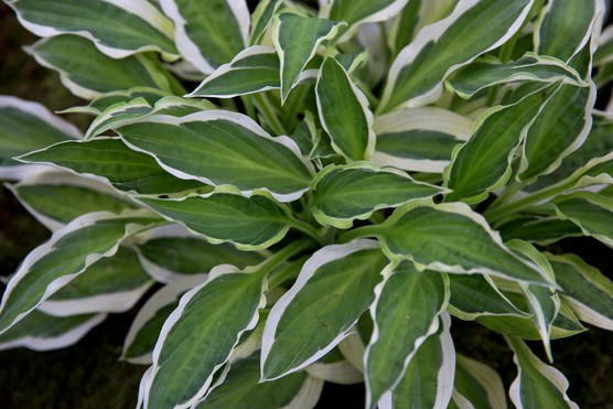 How to grow hostas