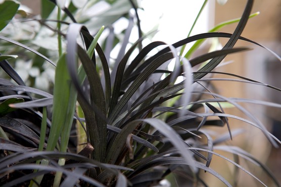 Ophiopogon planiscapus 'Nigrescens'. Sarah Cuttle