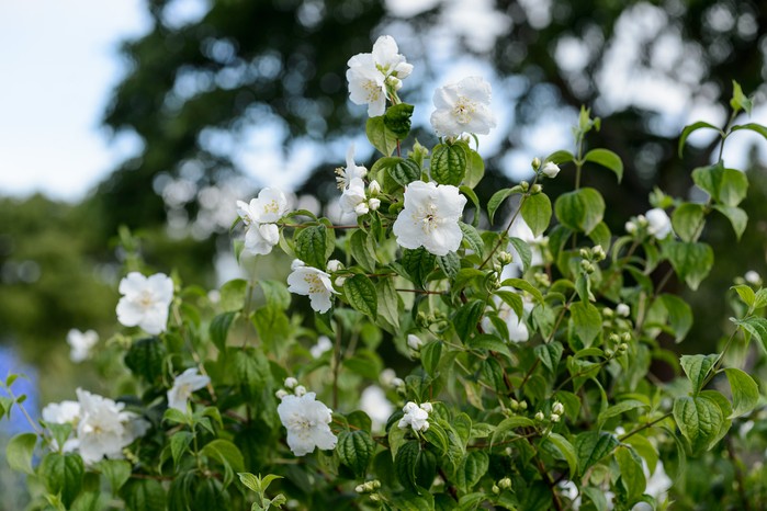 Philadelphus 'Mexican Jewel' Philadelphus 'Mexican Jewel'
