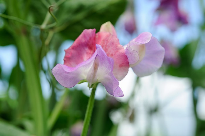 How to grow sweet peas - problem-solving