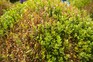 Box blight on Buxus Box blight on Buxus