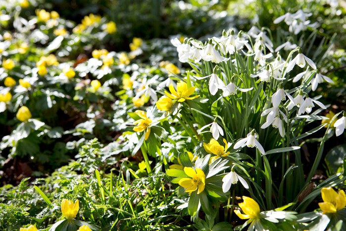 Drifts of white flowering snowdrops and yellow winter aconites. Sarah Cuttle