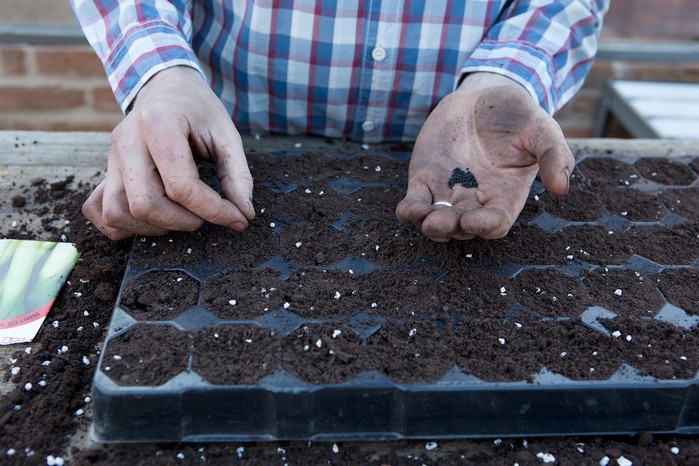 Sowing leek seeds. Sarah Cuttle Sowing leek seeds. Sarah Cuttle