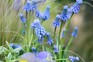 Grape hyacinth flowers. Jason Ingram Grape hyacinth flowers. Jason Ingram
