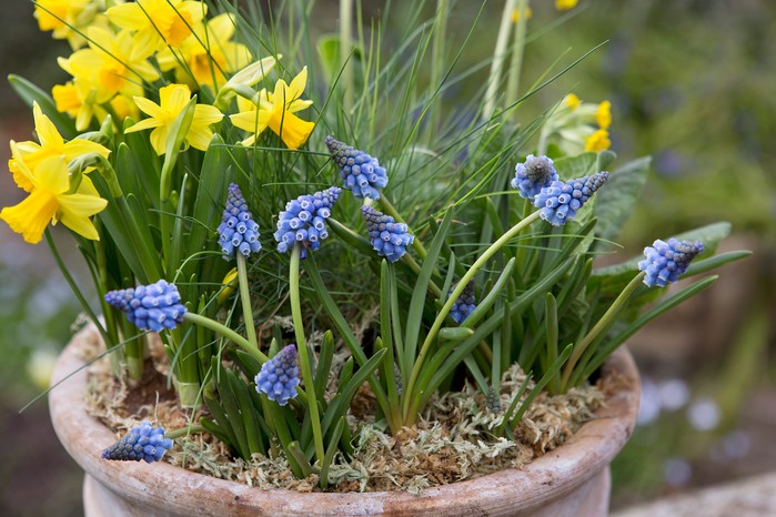 Container display of grape hyacinths and Narcissus. Sarah Cuttle