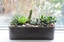 Eight house plants to grow on a windowsill Eight house plants to grow on a windowsill