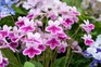 Streptocarpus 'Caitlin' Streptocarpus 'Caitlin'