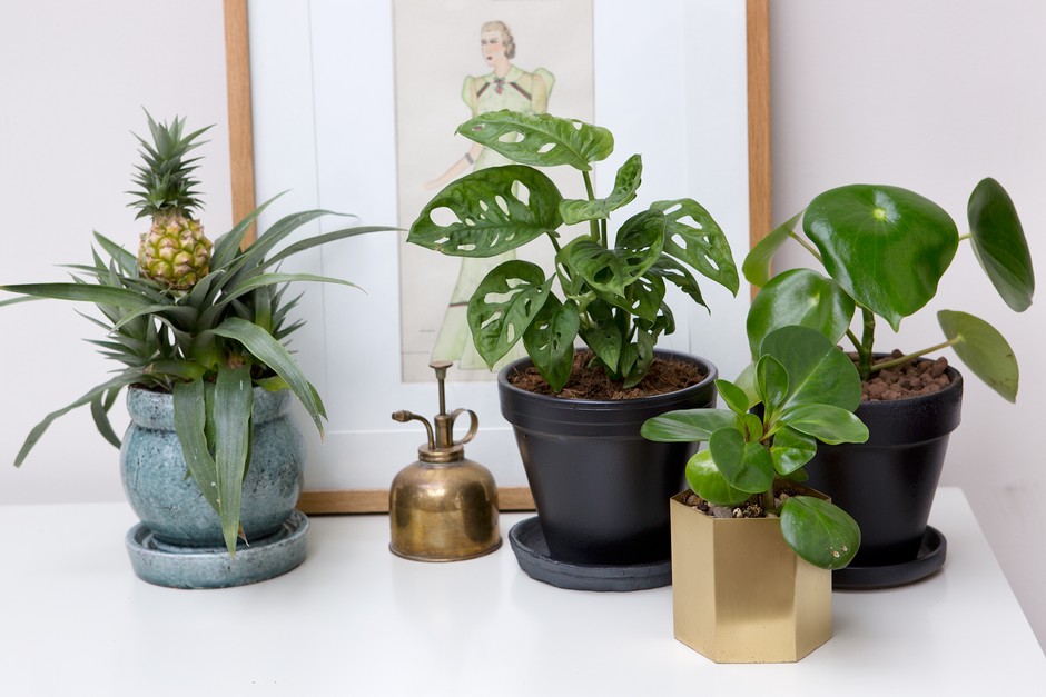 Swiss cheese plant, Monstera deliciosa Swiss cheese plant, Monstera deliciosa