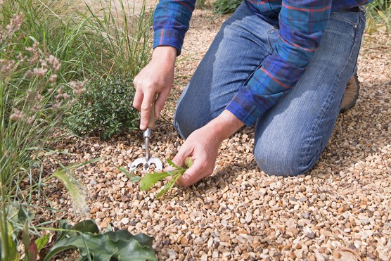 Planting into a gravel garden. Sarah Cuttle