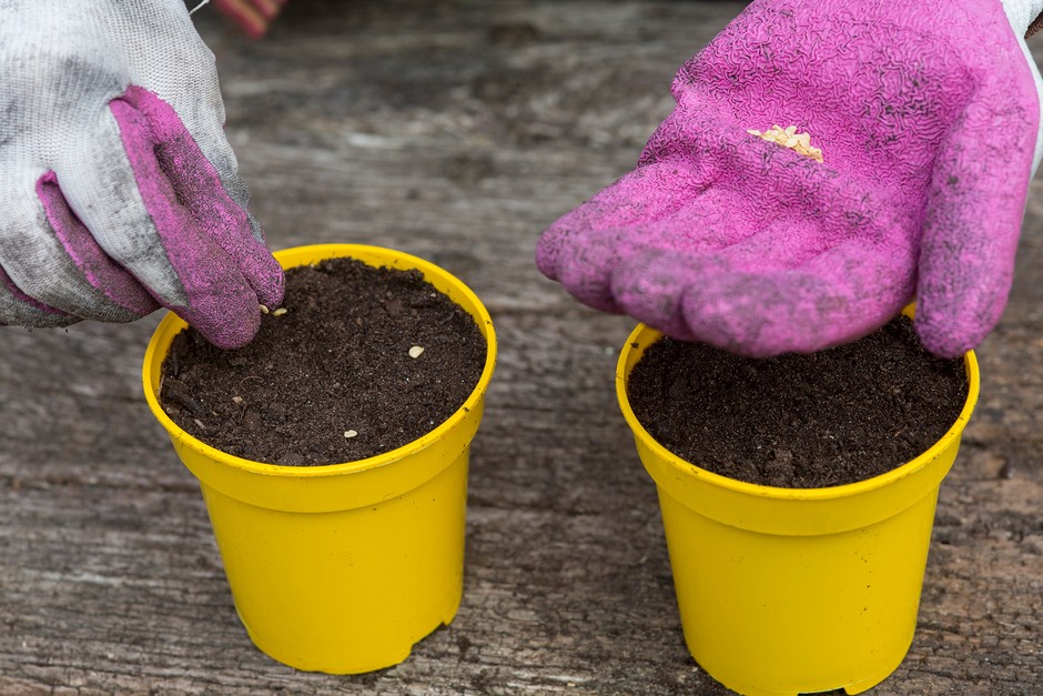 Sowing chilli seed. Sarah Cuttle Sowing chilli seed. Sarah Cuttle