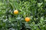 Growing lemon and orange plants in the UK - Calamondin orange Growing lemon and orange plants in the UK - Calamondin orange