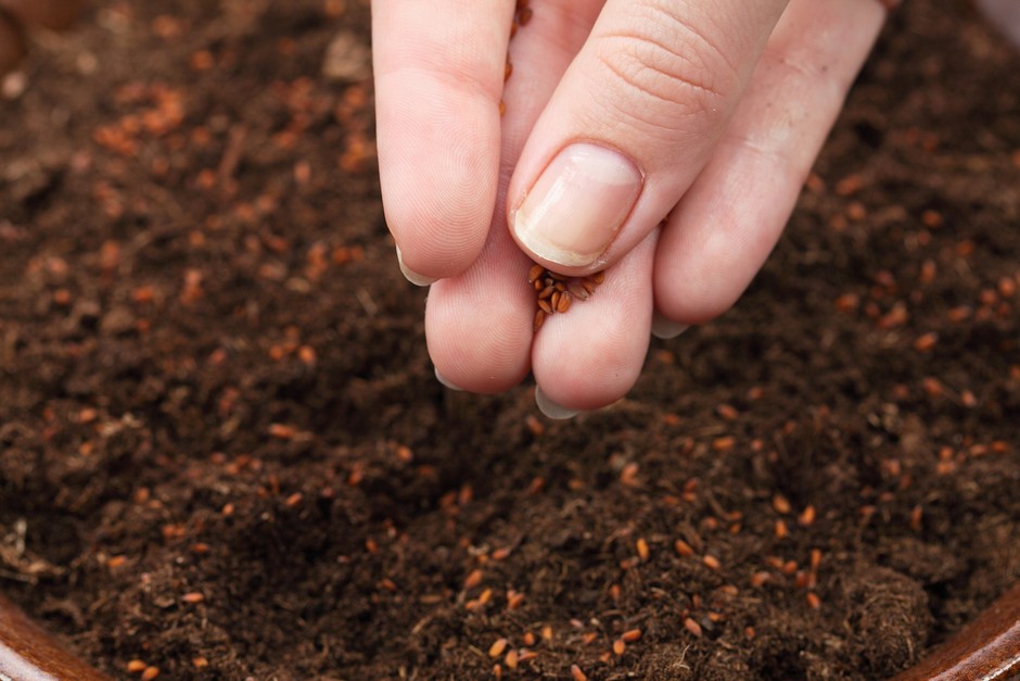 Sowing seeds of cress in the soil. Getty Images Sowing seeds of cress in the soil. Getty Images