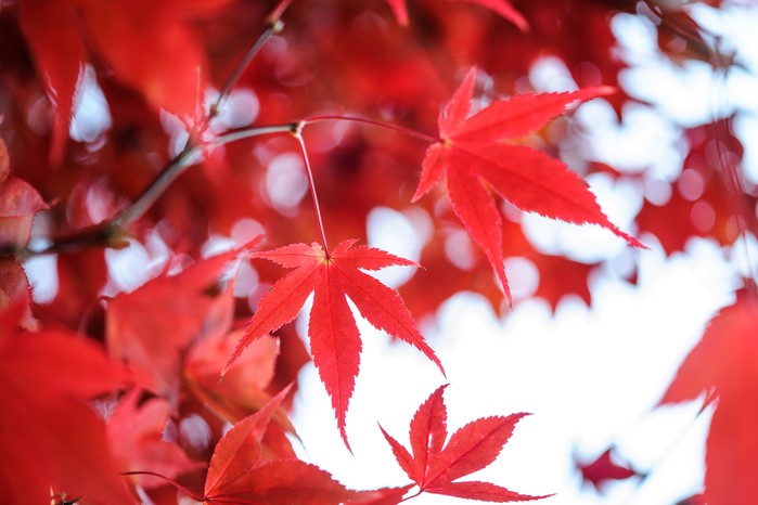 Acer palmatum. Japanese maple. Jason Ingram