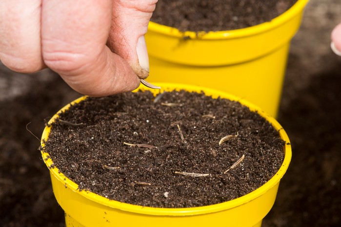 Sowing cosmos seeds. Paul Debois Sowing cosmos seeds. Paul Debois