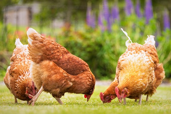 Chickens feeding. Getty Images