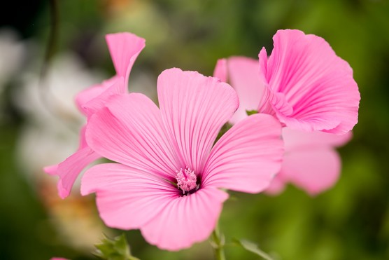 Lavatera 'Beauty Mix'. Paul Debois