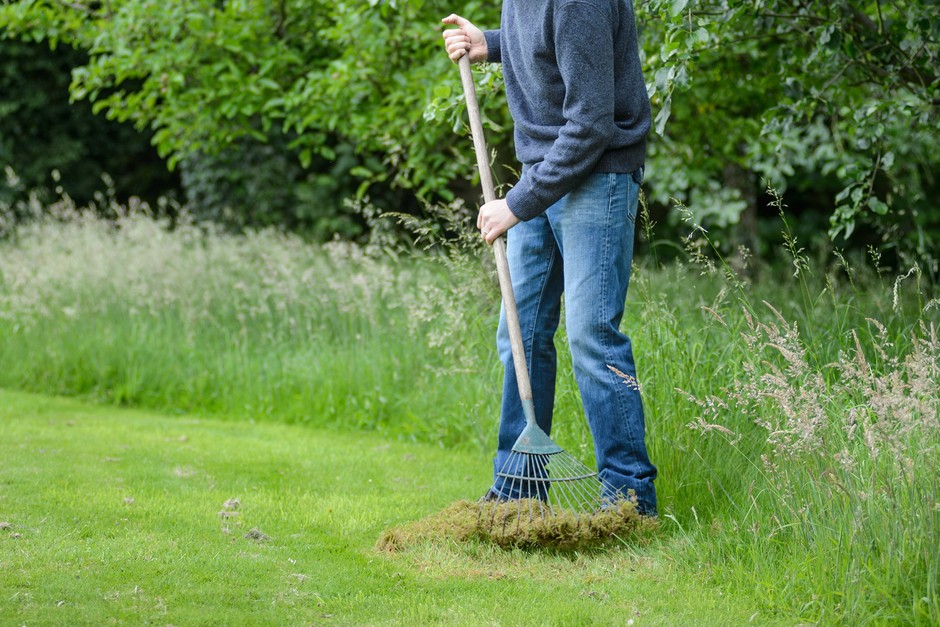 Scarifying the lawn with a spring-tine rake