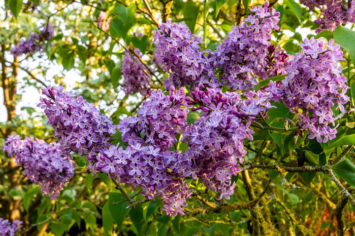Syringa vulgaris 'Katherine Havemeyer'. Getty Images Syringa vulgaris 'Katherine Havemeyer'. Getty Images