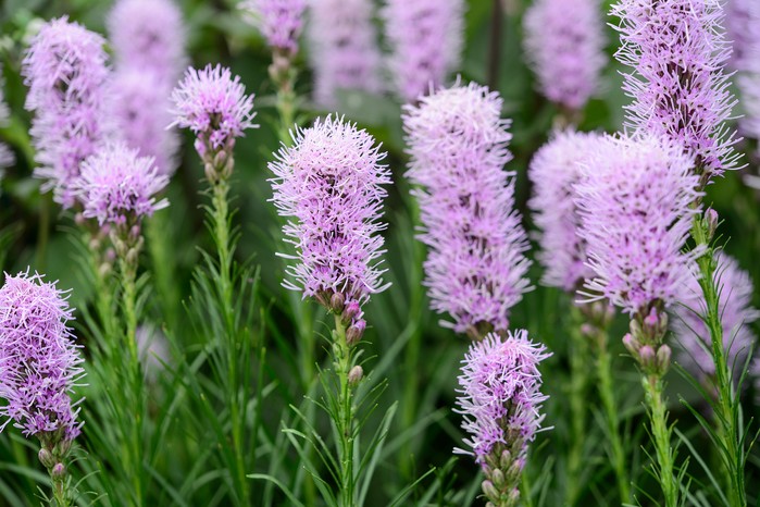 Liatris 'Kobold'. Jason Ingram Liatris 'Kobold'. Jason Ingram