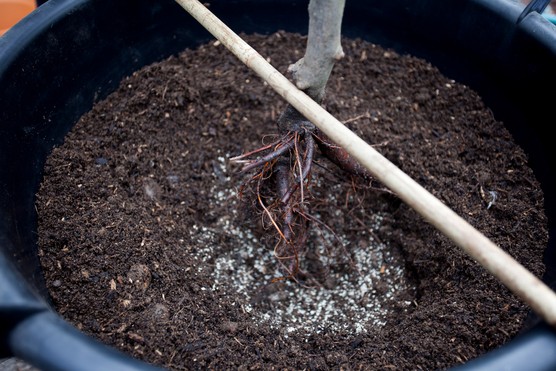 Planting an apple tree. Paul Debois