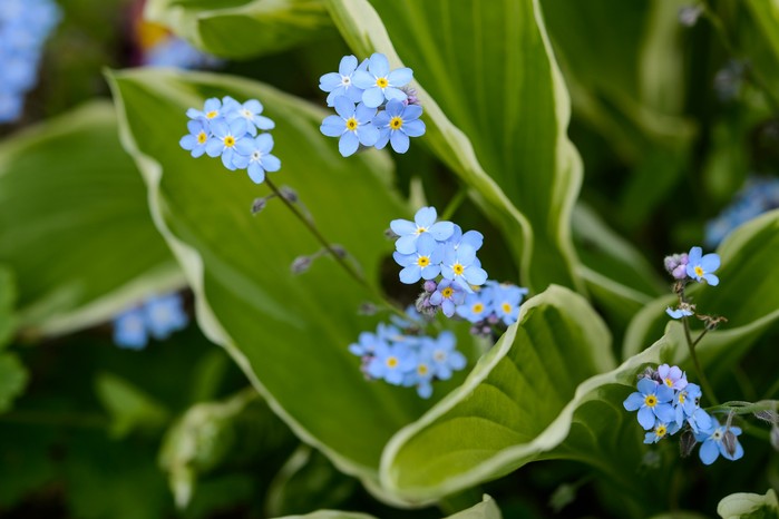 Forget-me-not growing with hosta. Jason Ingram