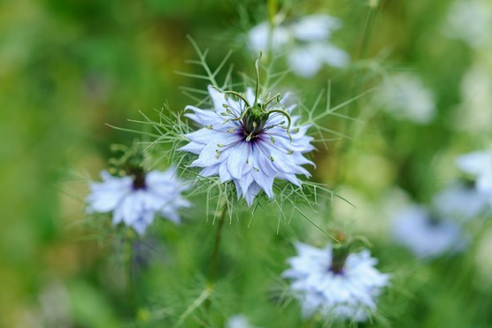 Love-in-a-mist flowers. Jason Ingram