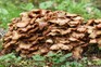 Honey Fungus, growing from a decaying tree stump. Getty Images Honey Fungus, growing from a decaying tree stump. Getty Images