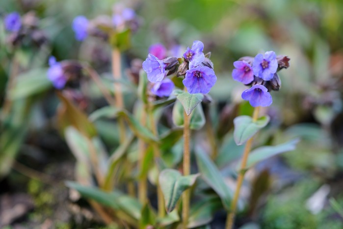 Lungwort flowers. Jason Ingram