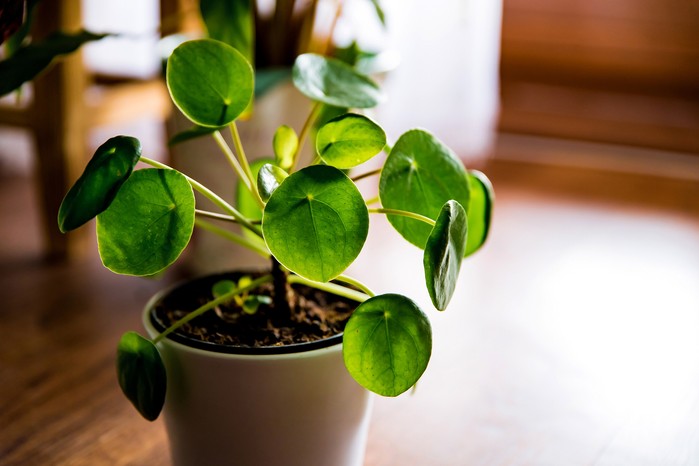 Pilea peperomioides, Chinese money plant. Getty Images. Pilea peperomioides, Chinese money plant. Getty Images.