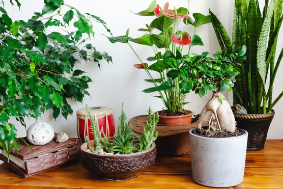 House plants on a sideboard