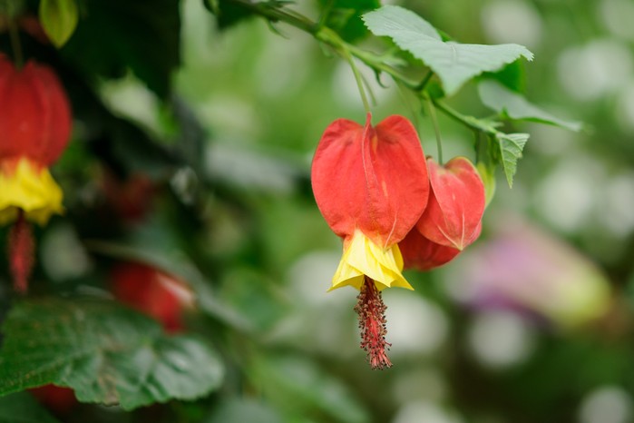 Abutilon megapotamicum Abutilon megapotamicum