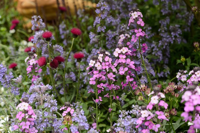 Erysimum 'Bowles's Mauve'