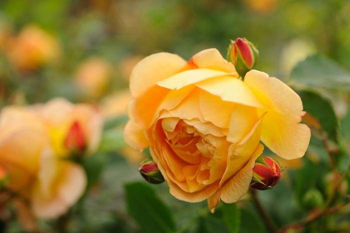 Rosa 'Lady of Shalott' Rosa 'Lady of Shalott'