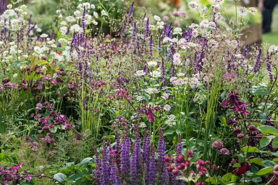 Border including salvias, astrantia and fennel