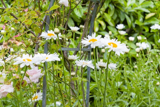 Shasta daisy in border. Joe Wainwright