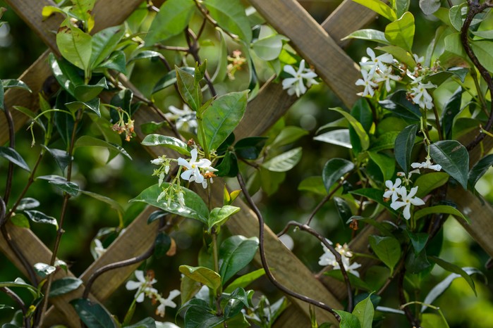 Tatton Park Flower Show (16th July 2019) Disguise your boundaries with climbers. Jason Ingram