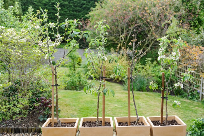 Apple trees in pots. Jason Ingram
