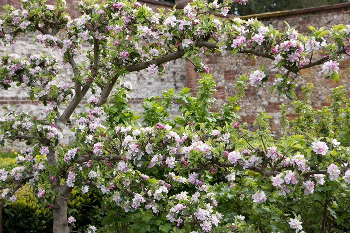 Trained fruits trees. Sarah Cuttle Trained fruits trees. Sarah Cuttle