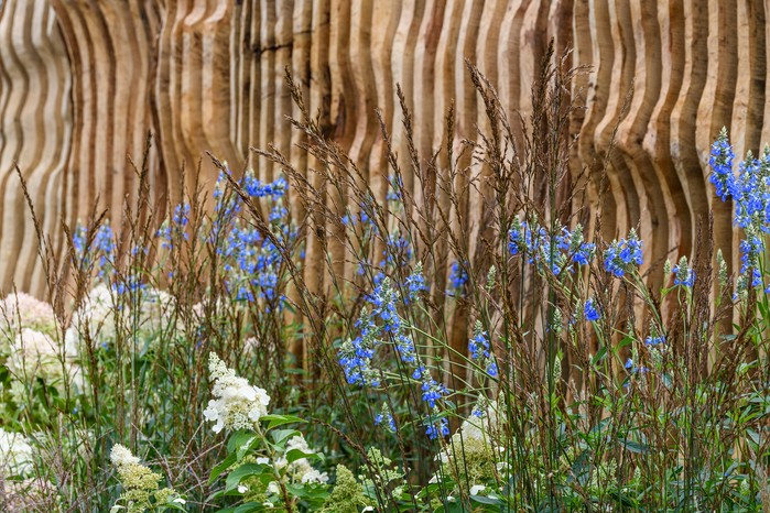 Salvia uglinosa, Hydrangea paniculata and purple moor grass