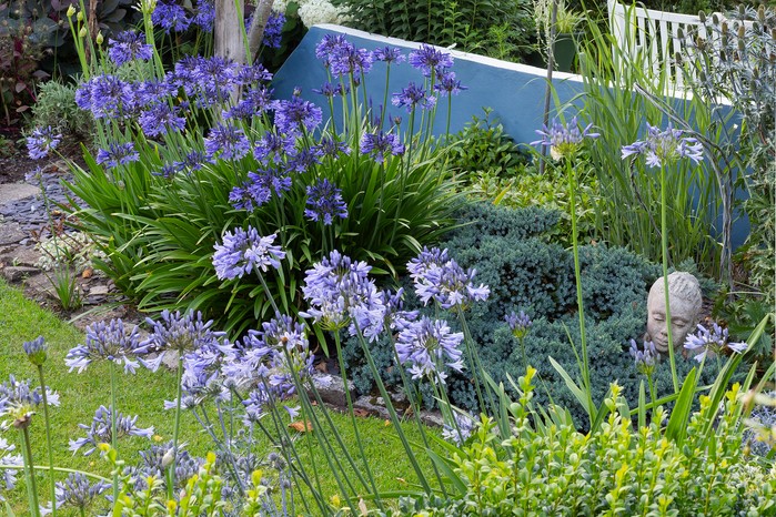 Agapanthus in a narrow border