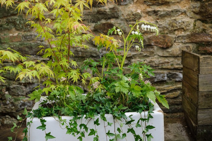 Container for shade with acer and dicentra