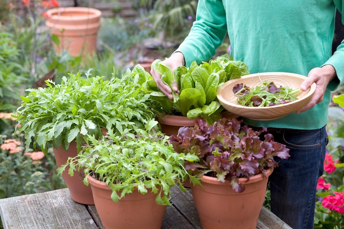 Sow salad successionally to save money Sow salad successionally to save money