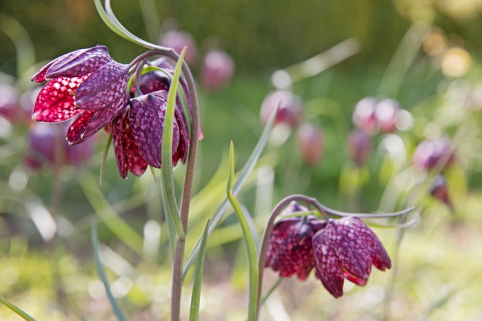 Snake's head fritillary flowers. Sarah Cuttle Snake's head fritillary flowers. Sarah Cuttle