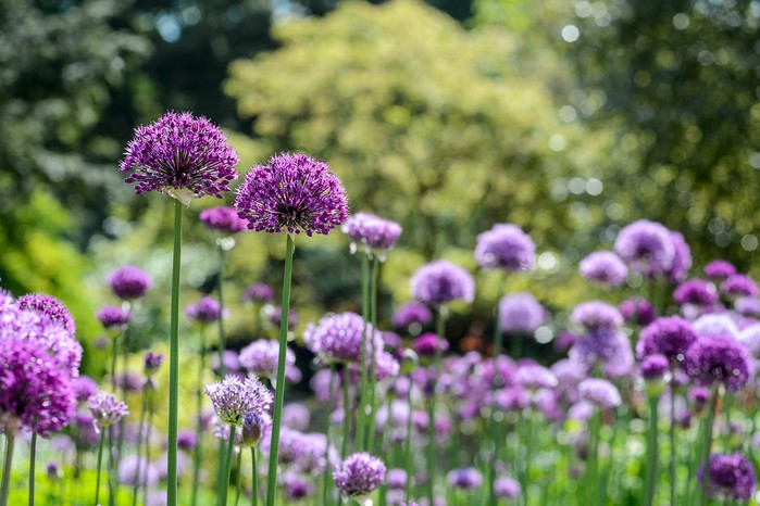 Allium Purple Sensation and Allium aflatunense, photographed at Hilliers Nursery. Jason Ingram