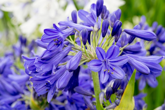 Agapanthus flowers. Paul Debois Agapanthus flowers. Paul Debois