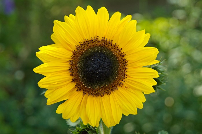 Sunflower. Tim Sandall Sunflower. Tim Sandall