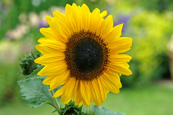 Sunflower head. Tim Sandall Sunflower head. Tim Sandall