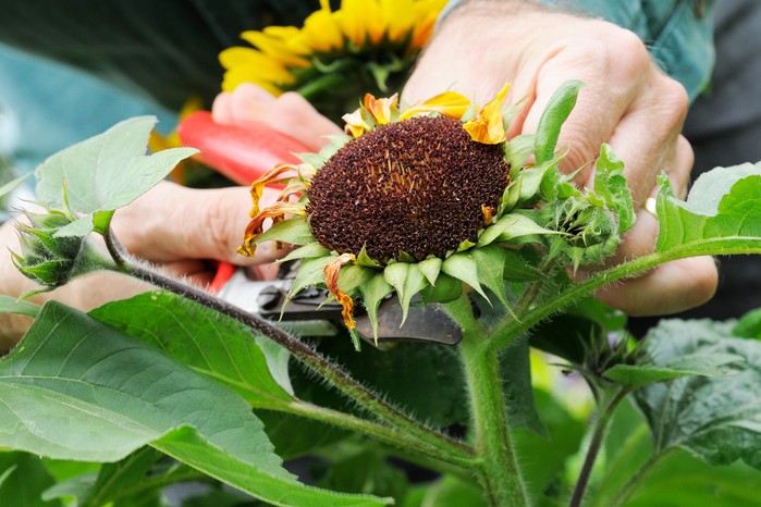 Deadheading spent sunflower flower. Tim Sandall